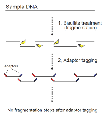 図５　Post-bisulfite adaptor tagging (PBAT)のコンセプト