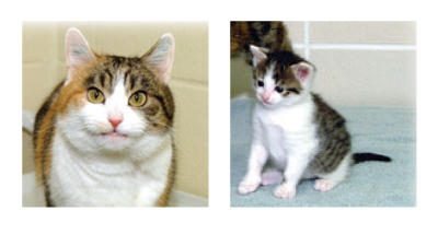 図3：三毛猫の毛色はエピゲノムで決まるため、クローン同士で模様が違う 