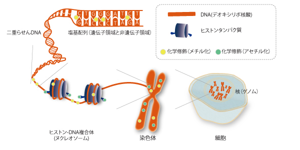 図4：細胞の中のエピゲノムの情報